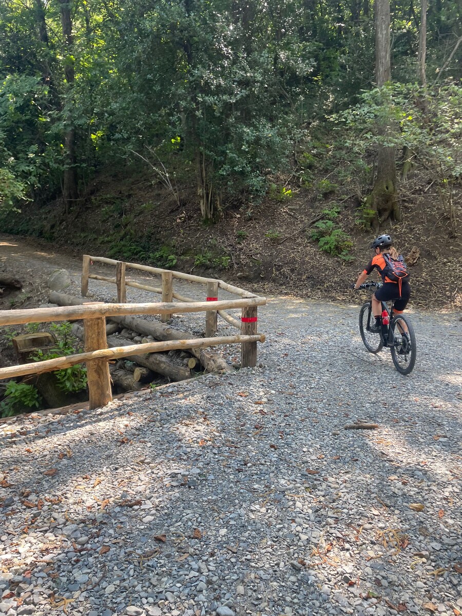 Shaded gravel path through the Swiss forest