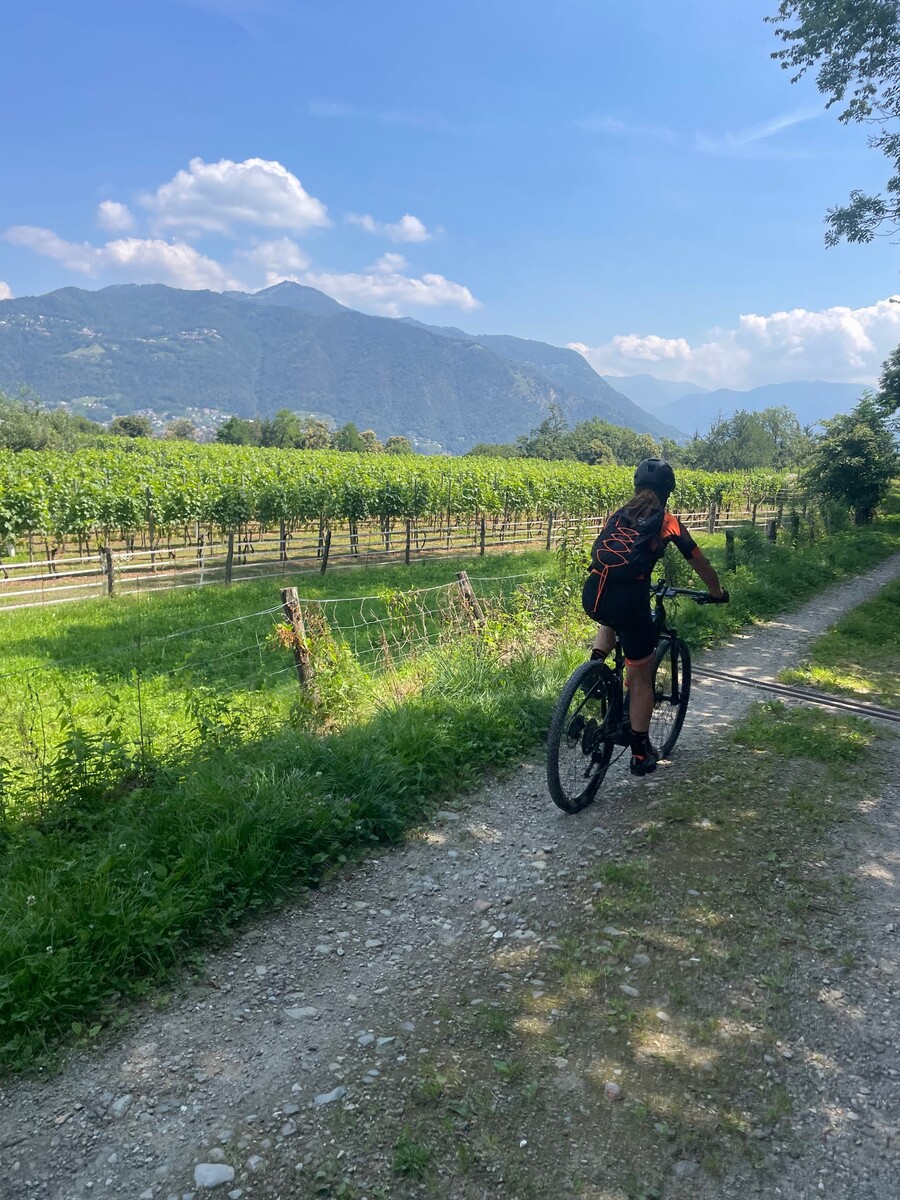 Cyclist riding a grassy path between vineyard rows