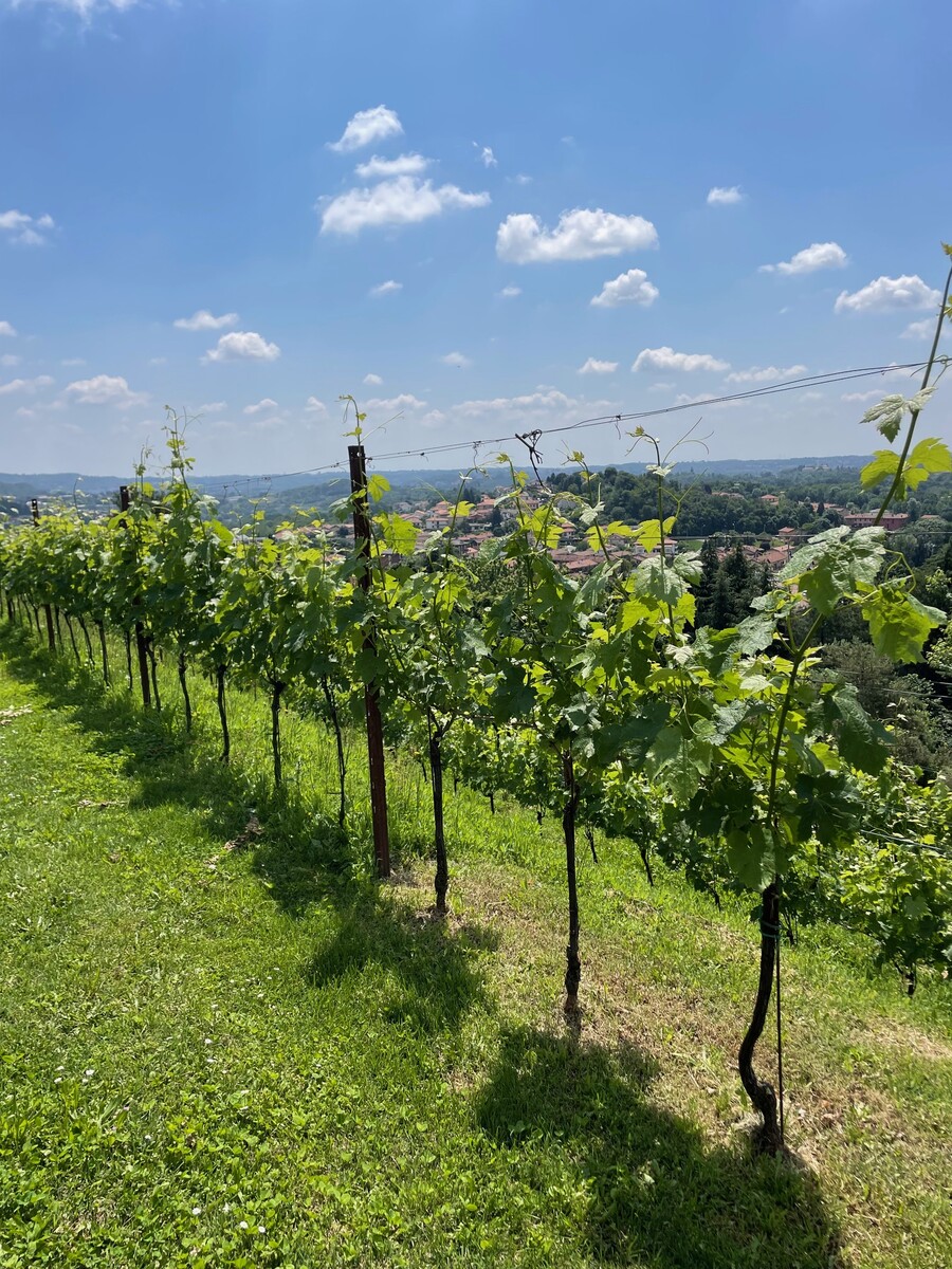 Rows of vines stretching across the hillside vineyard