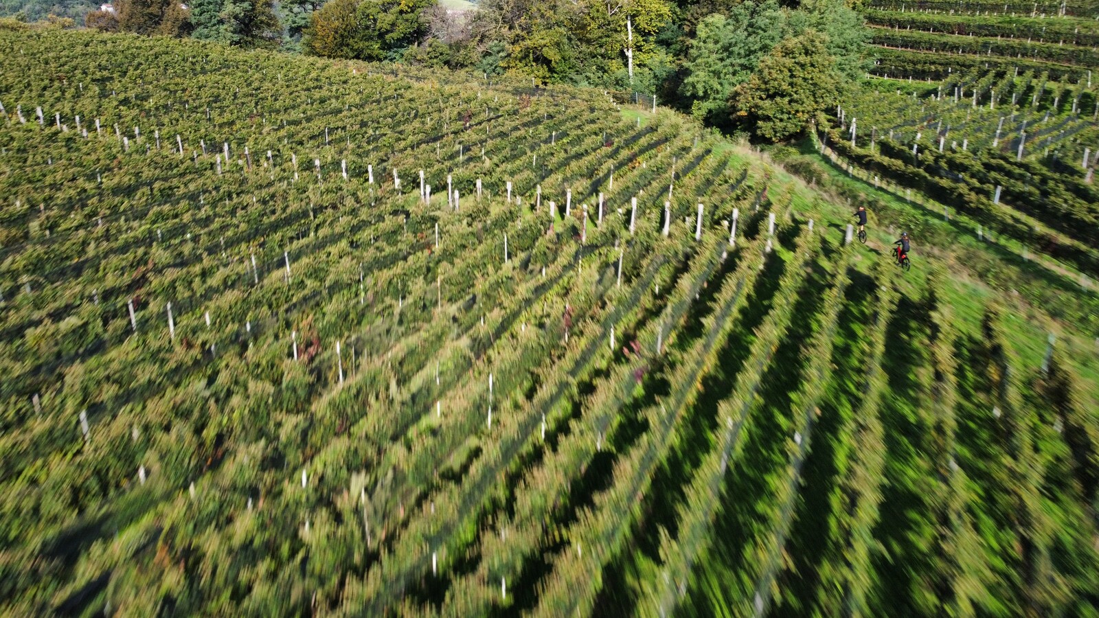 Aerial panoramic view of vineyard rows on the hillside